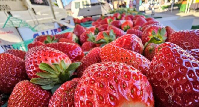 Harbor City Farmers Market By Kaiser Permanente
